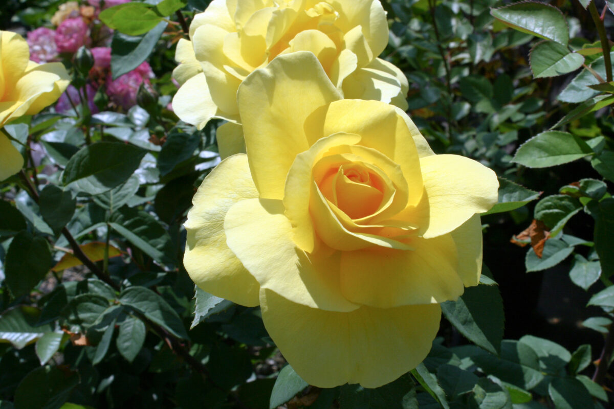 Mellow Yellow Rose Bush Youngs Garden Center Roseburg Oregon