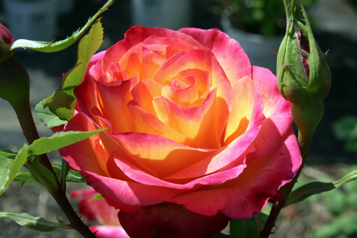 Perfect Moment Rose Bush – Youngs Garden Center | Roseburg Oregon
