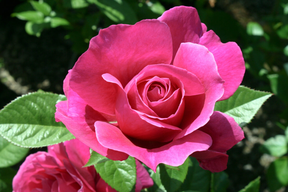 Pretty Lady Rose Bush Rose Bush – Youngs Garden Center | Roseburg Oregon