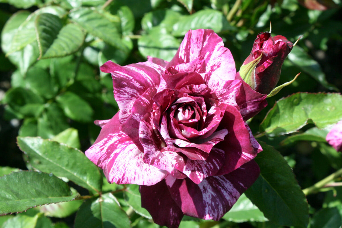 Purple Tiger Rose Bush – Youngs Garden Center | Roseburg Oregon