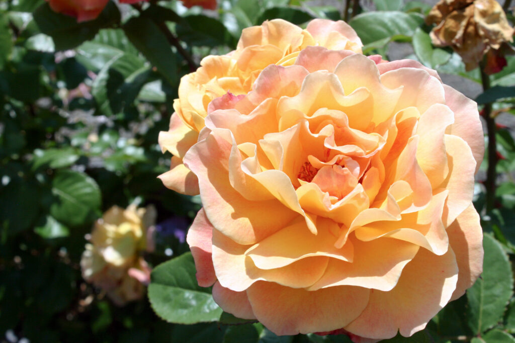 Rose Rise Compressor Rosie the Riveter Rose Bush – Youngs Garden Center | Roseburg Oregon