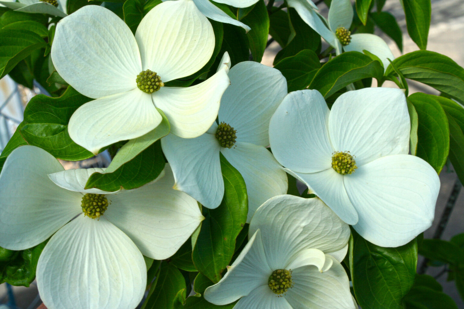 Starlight Dogwood Tree – Youngs Garden Center | Roseburg Oregon