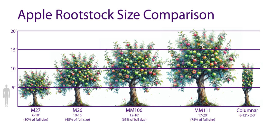 Apple Tree Rootstock Size Comparison Chart