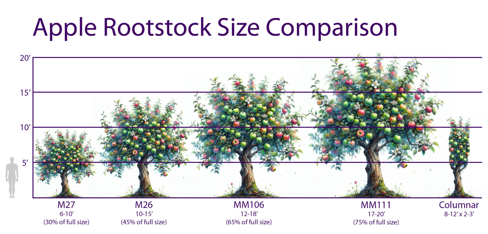 Fruit Tree Rootstock - Youngs Garden Center | Roseburg Oregon