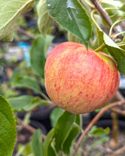 Apple Trees