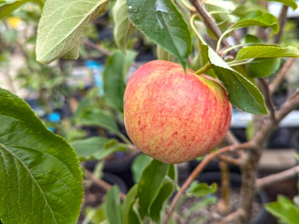 Apple Trees