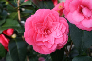Camellia April Kiss in March