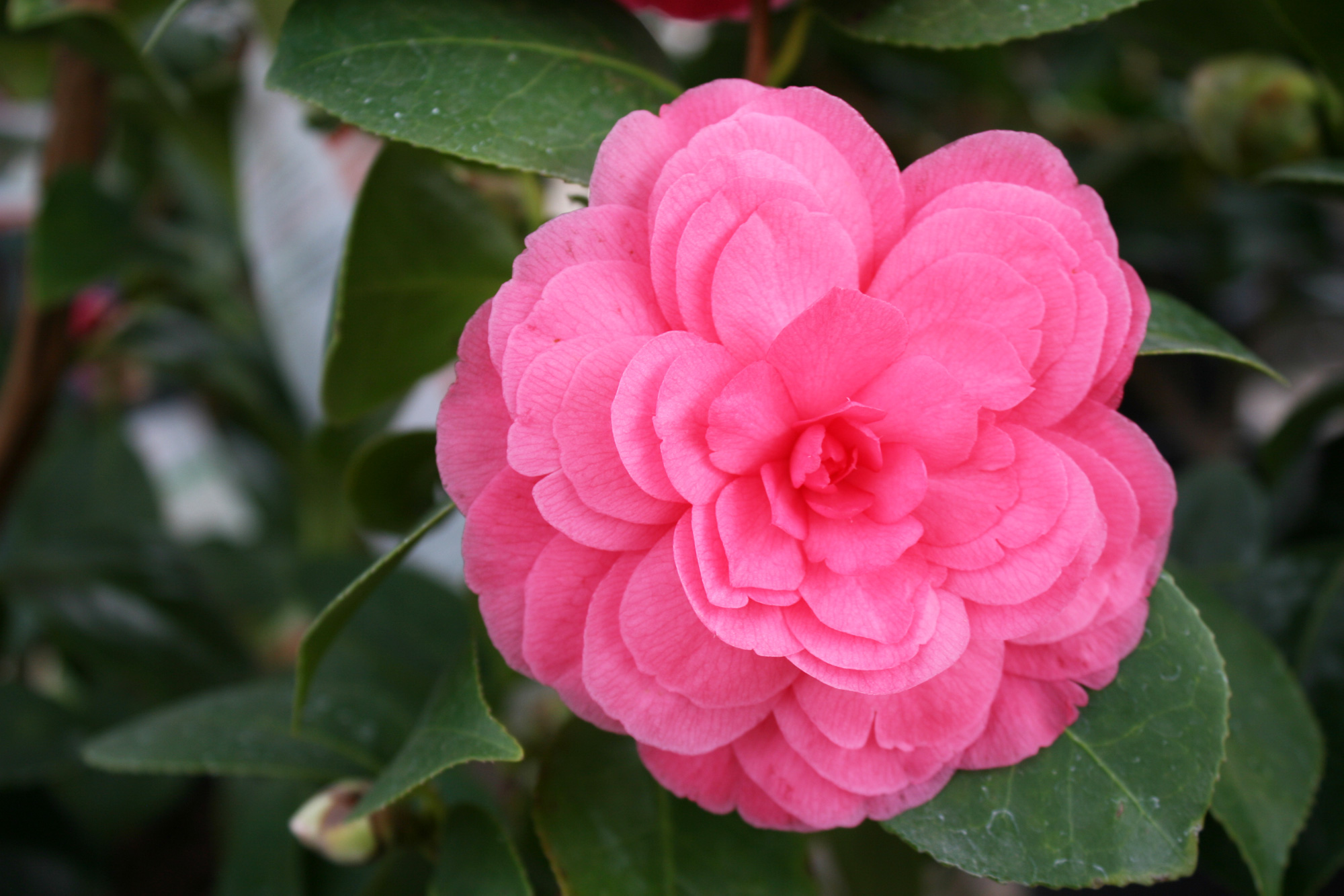 Camellia – Youngs Garden Center | Roseburg Oregon