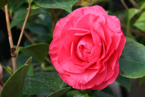 Camellia In The Pink in April