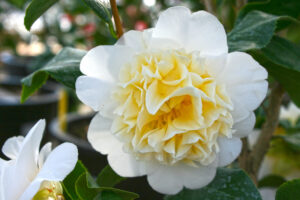 Camellia Jury's Yellow in February