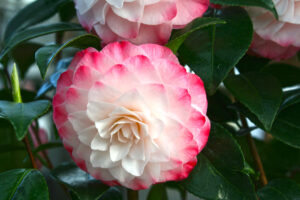 Camellia Nuccio's Pearl in March