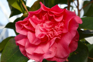 Camellia Spellbound in March