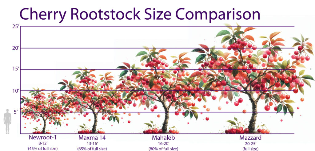 Cherry Tree Rootstock Size Comparison Chart
