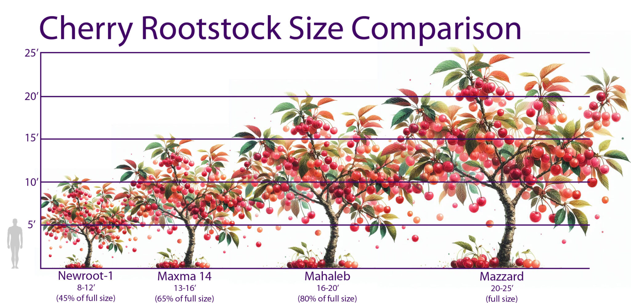 Fruit Tree Rootstock - Youngs Garden Center | Roseburg Oregon