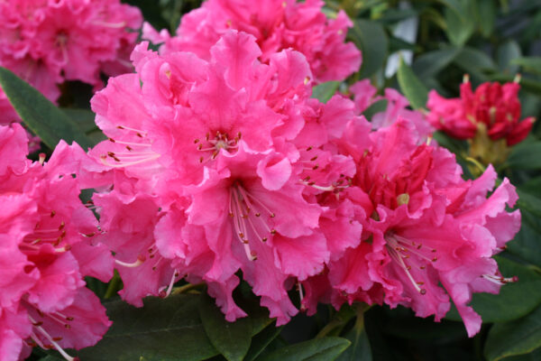 Lee's Scarlet Rhododendron Blooms