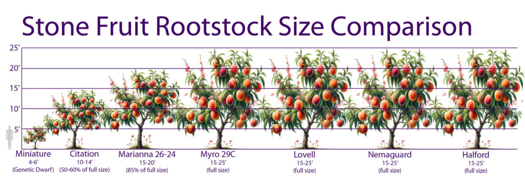 Peach Tree Rootstock Size Comparison Chart