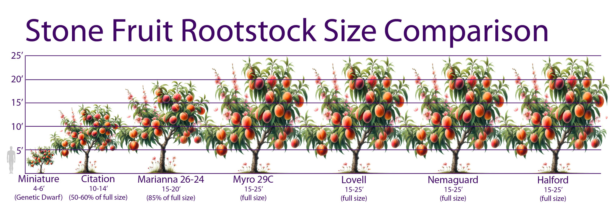 Fruit Tree Rootstock - Youngs Garden Center | Roseburg Oregon