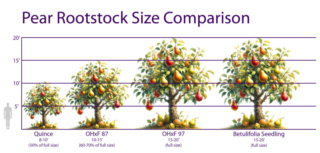 Cherry Tree Rootstock Size Comparison Chart