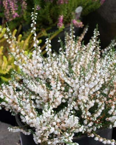 Calluna Kinlochruel in July