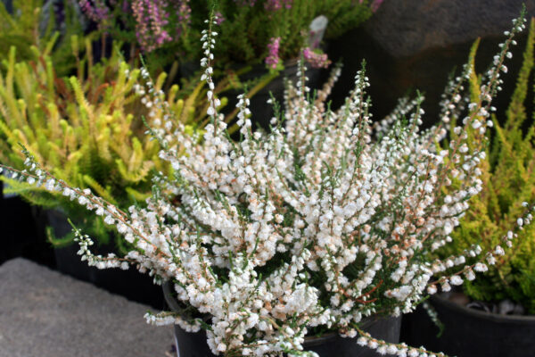 Calluna Kinlochruel in July