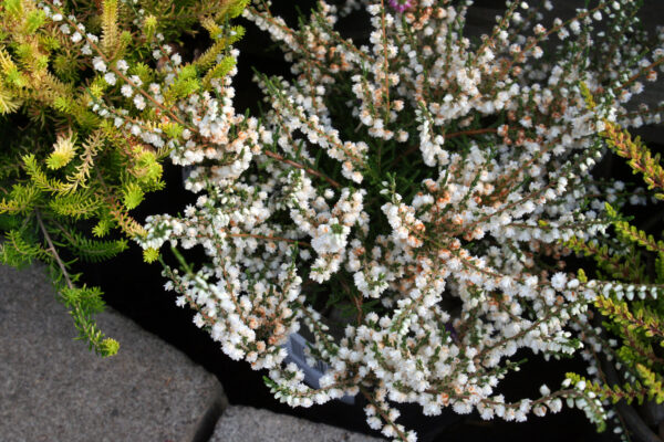 Calluna Kinlochruel White Flowers