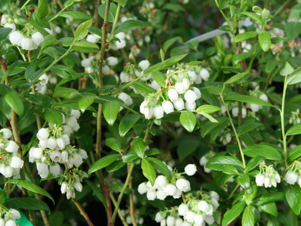 Blossoms on Duke Blueberry in April