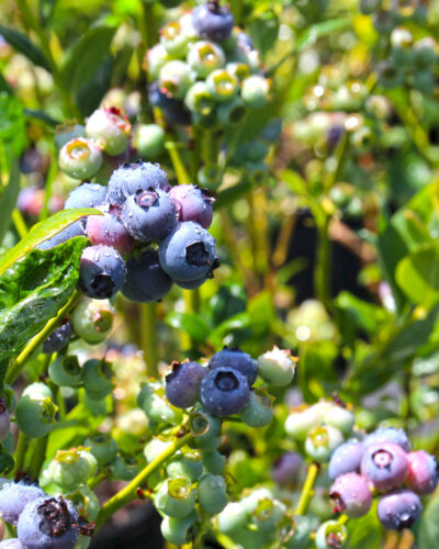 Duke Blueberry on June 18th