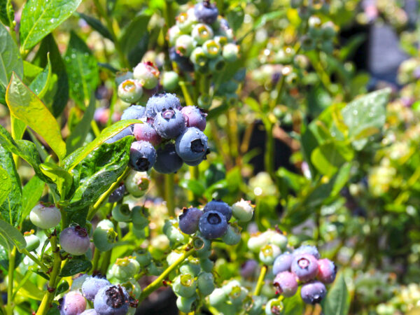 Duke Blueberry on June 18th