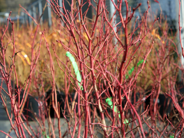 Blueberry Duke in Winter