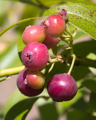 Pink Lemonade Blueberry