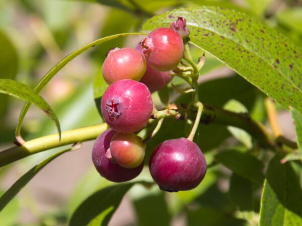 Pink Lemonade Blueberry