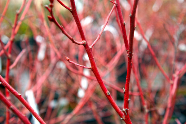 Bluecrop Blueberry in Winter