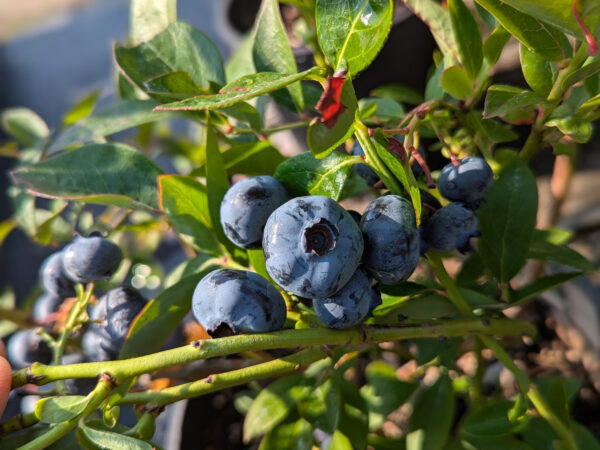 Chandler Blueberry Plant