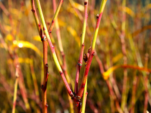 Chandler Plant in Winter