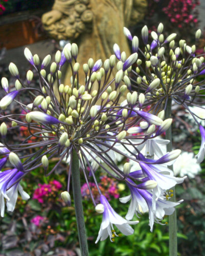 Agapanthus Fireworks