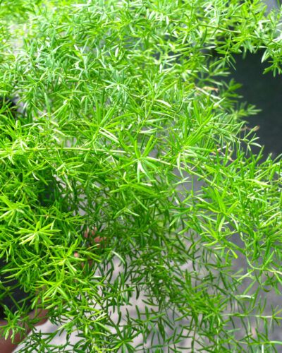 Asparagus Fern
