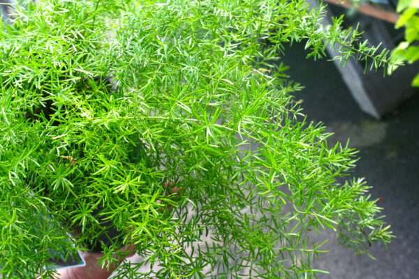 Asparagus Fern