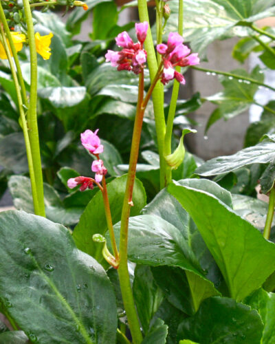 Bergenia