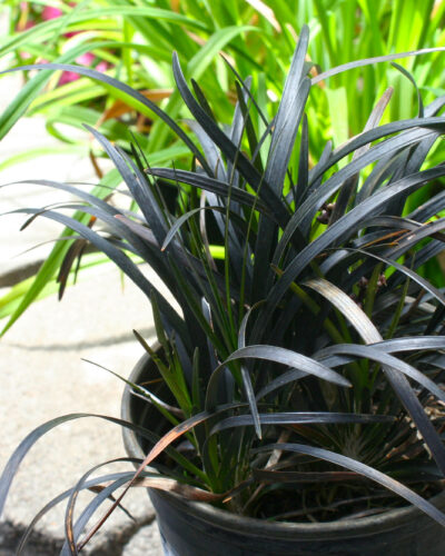 Black Mondo Grass