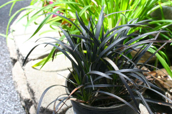 Black Mondo Grass
