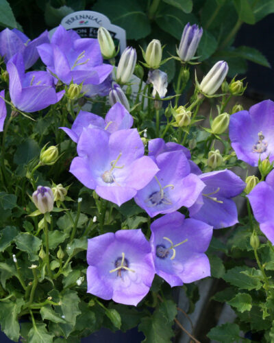 Campanula