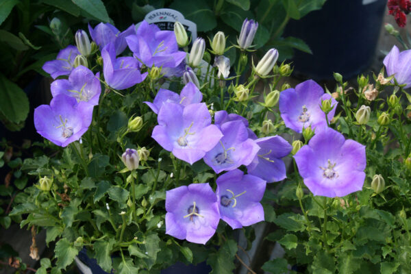 Campanula