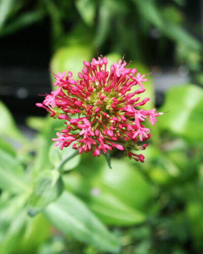 Centranthus Jupiter's Beard