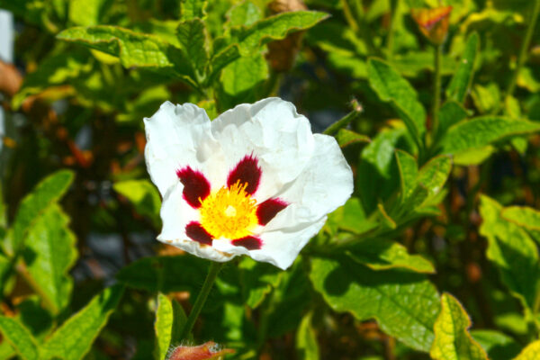 Cistus Rock Rose Snow Fire