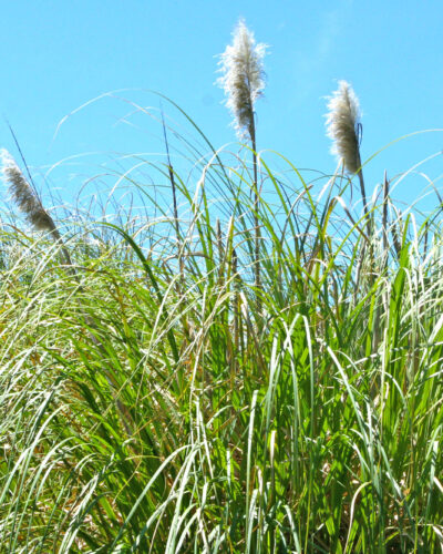 Pampas Grass
