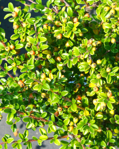 Cotoneaster Lowfast Bearberry