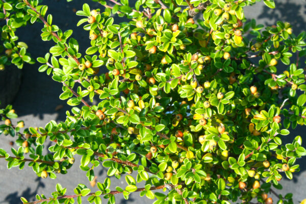 Cotoneaster Lowfast Bearberry