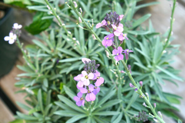 Erysimum Wallflower