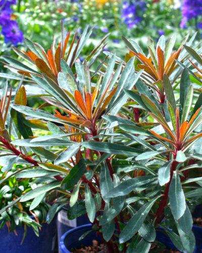 Euphorbia Perennial