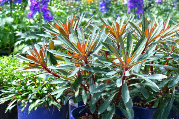 Euphorbia Perennial
